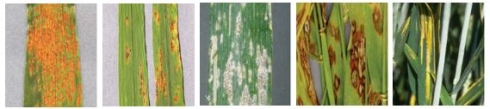 Cereal leaves illustrating the pathogens investigated by UKCPVS